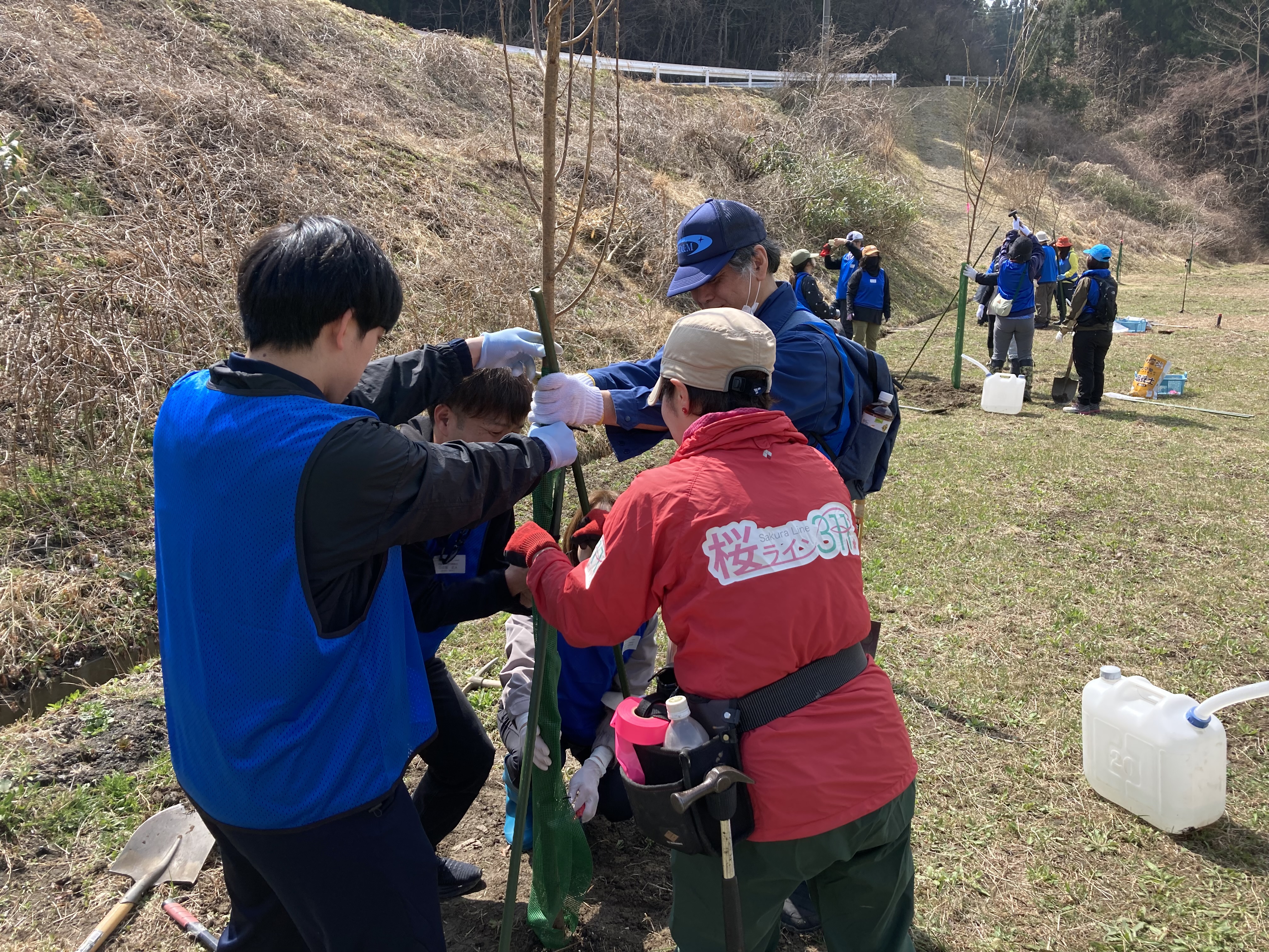 桜ライン311桜の植樹プロジェクト（岩手県陸前高田市）